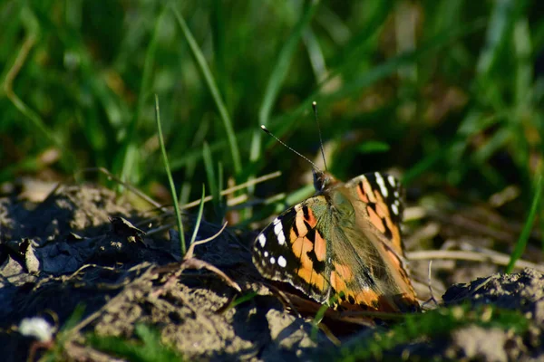 Zbliżenie Zdjęcie Pomarańczowego Motyla Czarnymi Kropkami Siedzącymi Trawie — Zdjęcie stockowe
