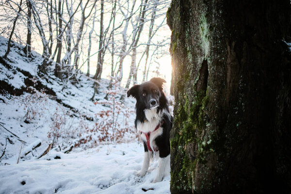 Selective Focus Shot Black White Border Collie Winter Forest Stock Picture