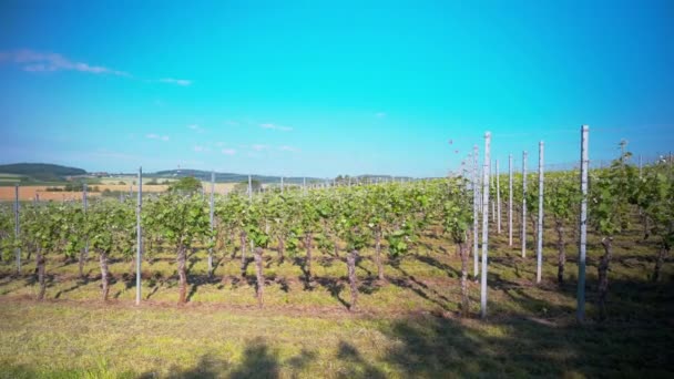 Wijngaard Het Voorjaar Prachtig Landschap Van Het Platteland — Stockvideo