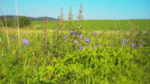 Vackra Blommor Fältet — Stockvideo