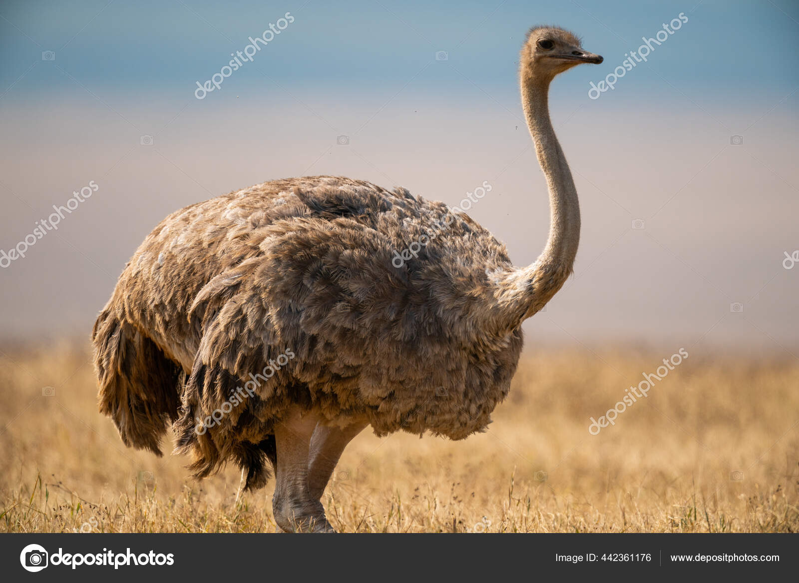 Burung Unta Di Rumput Stok Foto Burung Unta Di Rumput Gambar Bebas Royalti Halaman 5 Depositphotos
