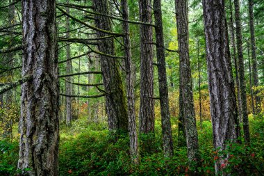 Douglas Fir Trees in Victoria, Vancouver Island, BC Canada clipart