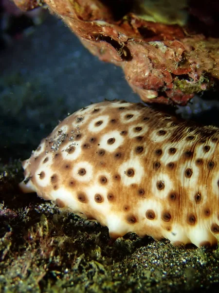 A sea cucumber, echinoderm from the class Holothuroidea, underwater in El Hierro, Canary islands