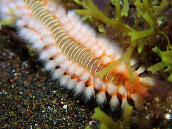 加那利群岛动物 水下一只长胡子的萤火虫的特写镜头 — 图库照片