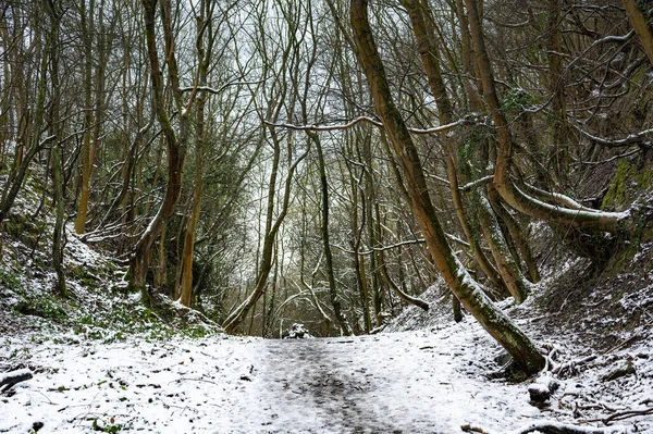 Disparo Camino Nevado Bosque Día Invierno —  Fotos de Stock