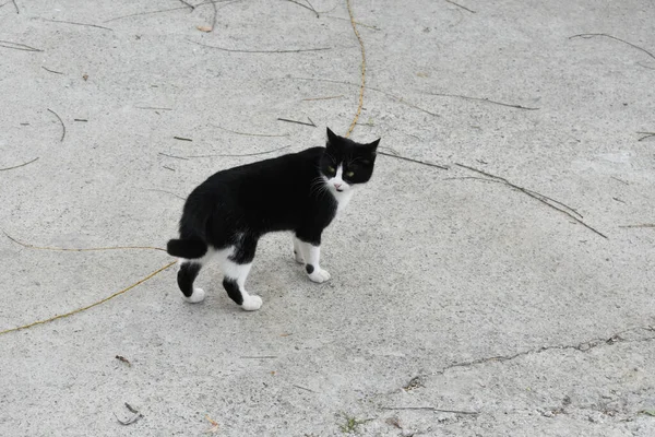 一只黑白相间的猫在户外的特写镜头 — 图库照片