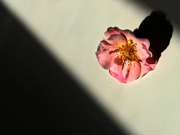 Closeup Pink Flower Bright Light — Stock Photo, Image