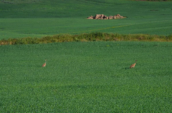 Zwei Wilde Kraniche Auf Einer Großen Grünen Wiese — Stockfoto