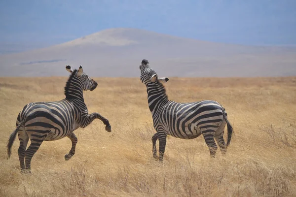 Duas Zebras Paisagem — Fotografia de Stock