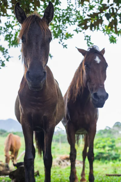 Tiro Vertical Caballos Domésticos Color Marrón Oscuro Descansando Bajo Sombra — Foto de Stock