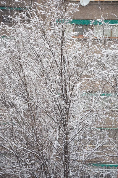 Een Verticaal Schot Van Takken Van Boom Civered — Stockfoto