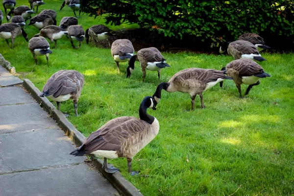 Grupo Gansos Caminando Por Campo Cubierto Hierba Zoológico — Foto de Stock