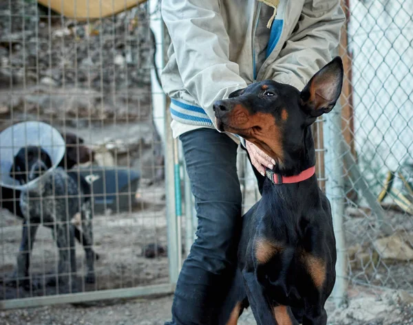 Selective Focus Shot Black German Jagdterrier Dog — Stock Photo, Image