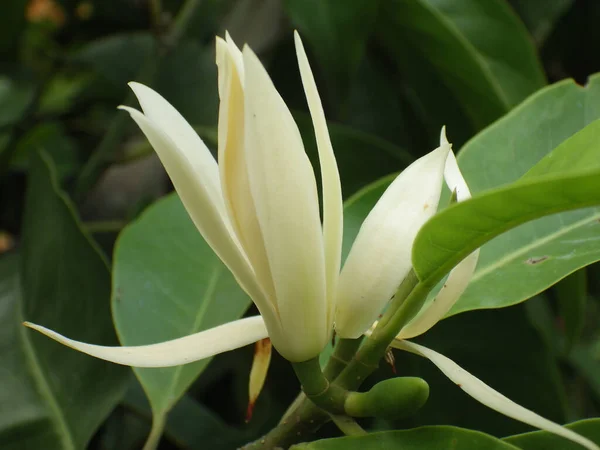 Eine Selektive Fokusaufnahme Einer Exotischen Weißen Blume Mit Langen Blütenblättern — Stockfoto