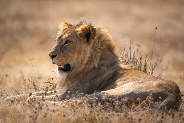 Zbliżenie Panthera Leo Melanochaita Leżącego Ziemi Pod Słońcem Rozmytym Tłem — Zdjęcie stockowe