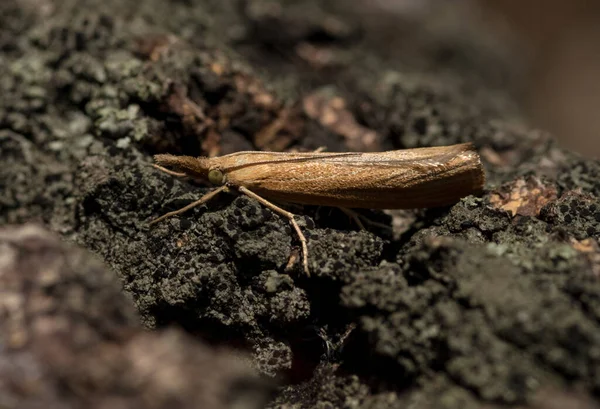 Een Macro Shot Van Een Langwerpig Bruin Insect Dop Van — Stockfoto