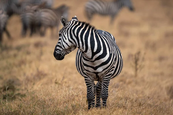 Primo Piano Una Zebra Pianura Prato Nella Zona Conservazione Ngorongoro — Foto Stock