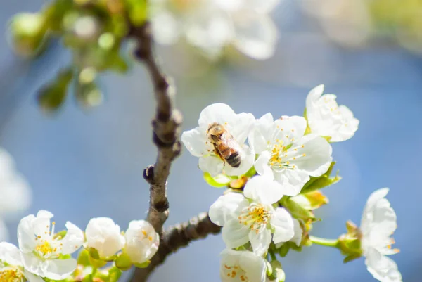 Eine Nahaufnahme Von Biene Weißen Kirschblütenblüten Vor Blauem Hintergrund — Stockfoto