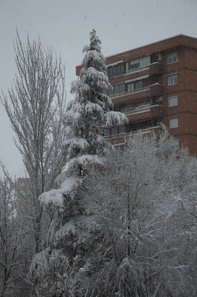 Een Verticaal Shot Van Bomen Gebouwen Van Een Stad Winter — Stockfoto