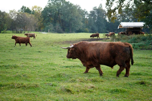 一个推销员和农场里的牛一起放牛的镜头 — 图库照片