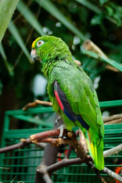 Tiro Vertical Papagaio Exótico Com Belas Penas Verdes — Fotografia de Stock