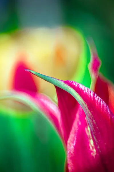 Eine Vertikale Nahaufnahme Einer Roten Tulpe Mit Scharfen Blütenblättern — Stockfoto