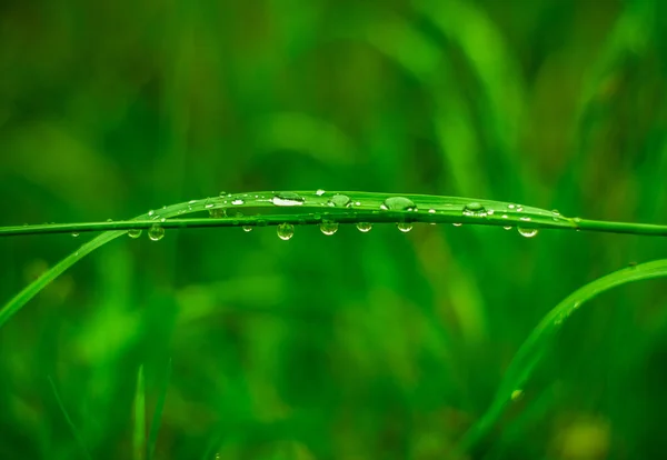 庭の花の茎に水滴のマクロショット — ストック写真