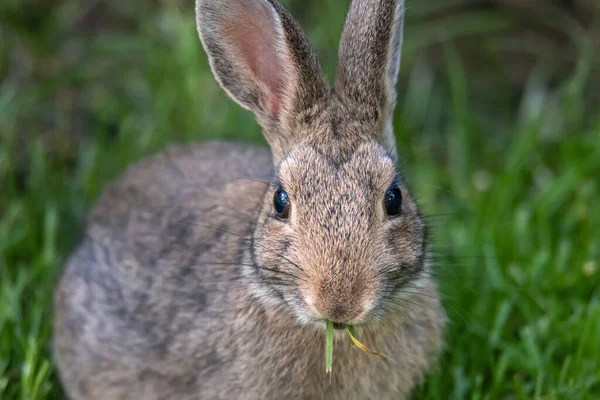 귀여운 토끼가 선택적 — 스톡 사진
