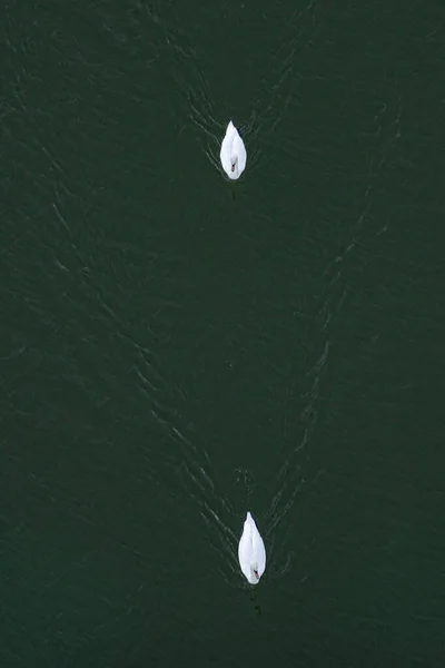 Une Vue Aérienne Des Cygnes Blancs Sur Lac — Photo