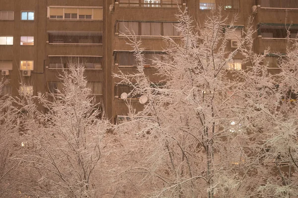 Ramos Árvore Coberta Neve Com Edifício Fundo Durante Sol — Fotografia de Stock