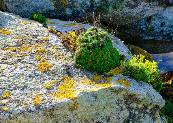在石头上的绿色苔藓特写镜头 — 图库照片