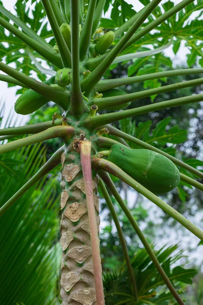 Disparo Vertical Papaya Verde Árbol Cosechado Campo — Foto de Stock