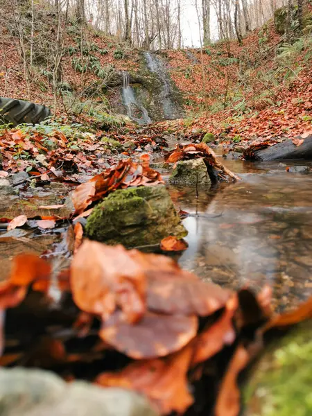 Vertikální Záběr Potoka Obklopeného Barevnými Podzimními Listy Suchými Stromy Lese — Stock fotografie