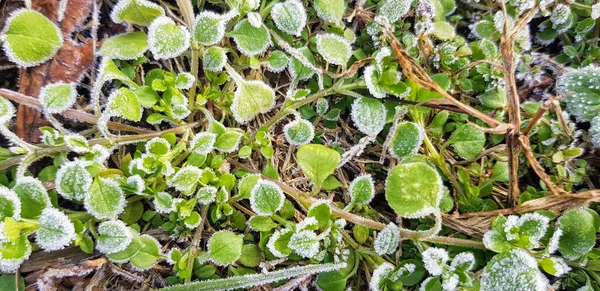 凍った葉を持つ植物の高い角度のショット — ストック写真