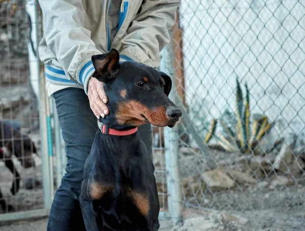 Selective Focus Shot Black German Jagdterrier Dog — Stock Photo, Image