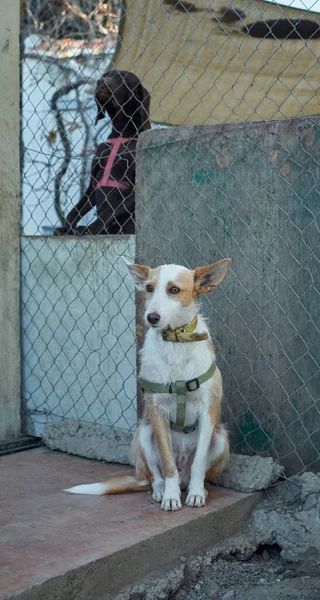 Eine Vertikale Aufnahme Eines Niedlichen Ungewöhnlichen Mischlingshundes Mit Weißbraunem Halsband — Stockfoto