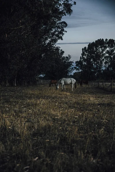 Otlakta Otlayan Beyaz Kahverengi Atların Dikey Görüntüsü — Stok fotoğraf