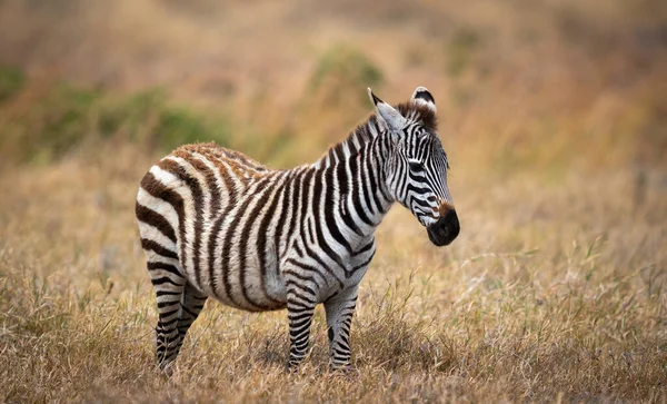 Tanzanya Nın Ngorongoro Koruma Alanındaki Bir Çayırda Bir Zebraya Yakın — Stok fotoğraf