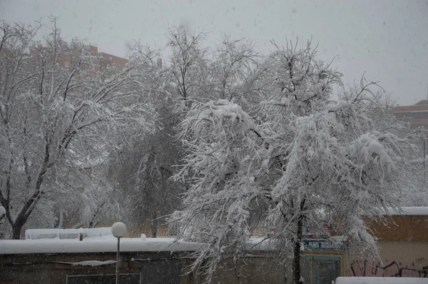 Los Árboles Calle Durante Las Fuertes Nevadas — Foto de Stock