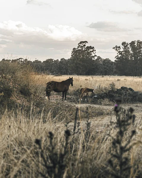 フィールドでの馬の放牧の垂直ショット — ストック写真