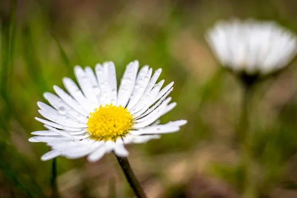 Uma Bela Vista Gotas Água Nas Pétalas Uma Flor Margarida — Fotografia de Stock