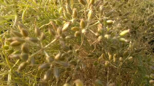 Uma Planta Coentro Crescendo Fazenda Luz Sol — Fotografia de Stock