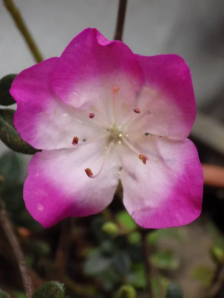 Ένα Κάθετο Πλάνο Ενός Εξωτικού Λουλουδιού Ροζ Και Λευκά Πέταλα — Φωτογραφία Αρχείου