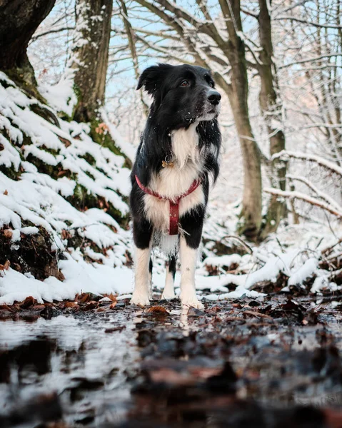 Een Verticaal Shot Van Een Zwart Witte Border Collie Winterbos — Stockfoto