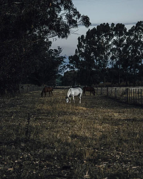 Tiro Vertical Cavalos Brancos Marrons Pastando Pasto — Fotografia de Stock