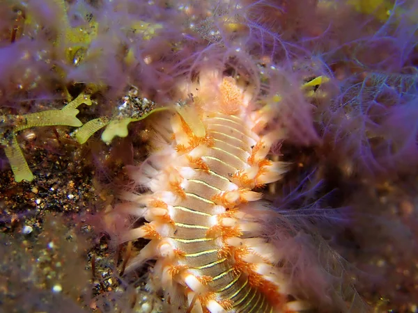 一种长胡子的萤火虫 一种生活在加那利群岛El Hierro水下的海虫 — 图库照片