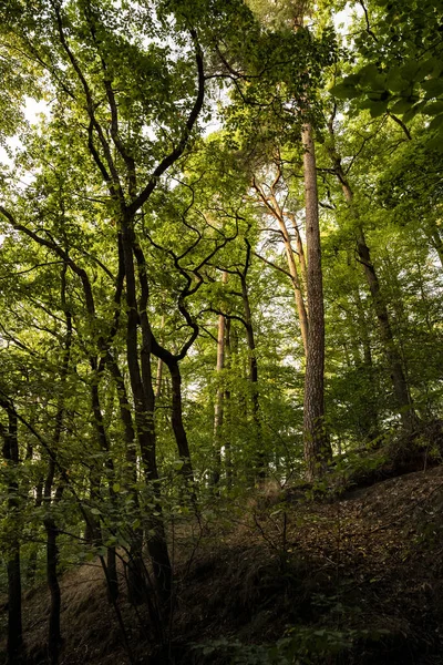 Vertikal Bild Höga Träd Som Odlas Skogen — Stockfoto
