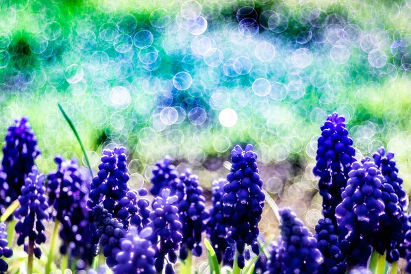Bulanık Bir Arkaplanda Büyüyen Mavi Lavanta Manzarası — Stok fotoğraf