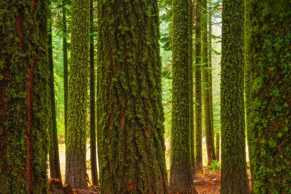 Tętniący Życiem Widok Starych Drzew Pokrytych Mchem Lesie — Zdjęcie stockowe