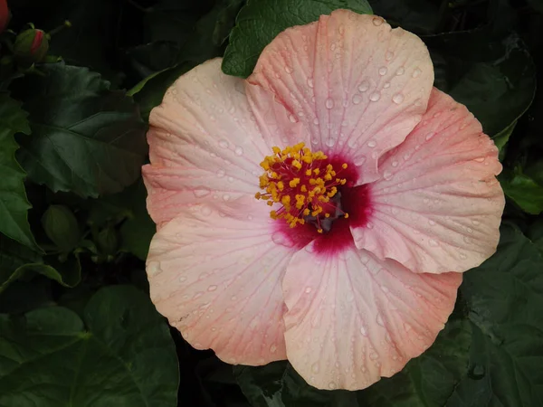 Mise Point Sélective Une Fleur Rose Exotique Couverte Rosée Matinale — Photo